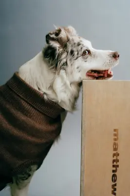 Pull pour chien en maille fine - Beige foncé — photo 4