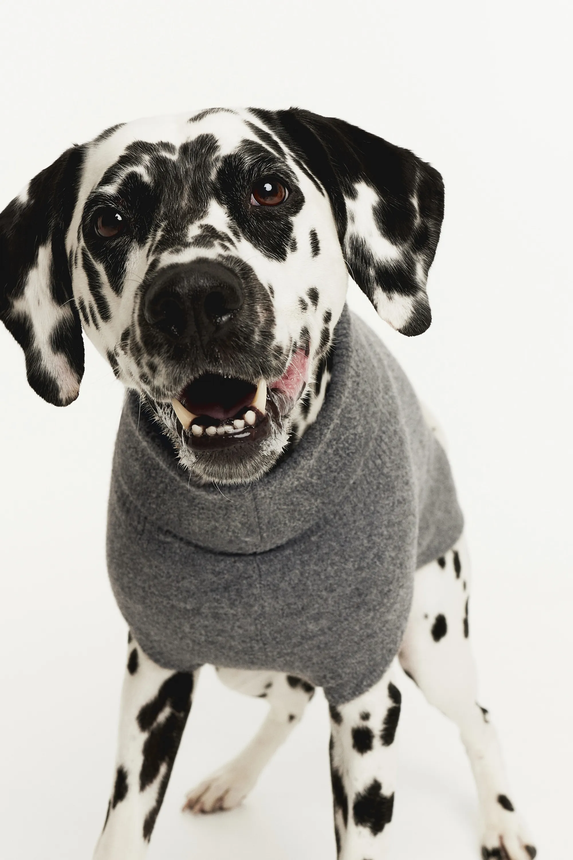 Pull pour chien en maille fine - Gris chiné