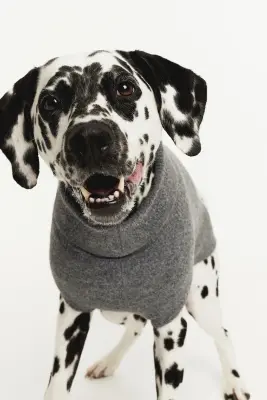 Pull pour chien en maille fine - Gris chiné — photo 1