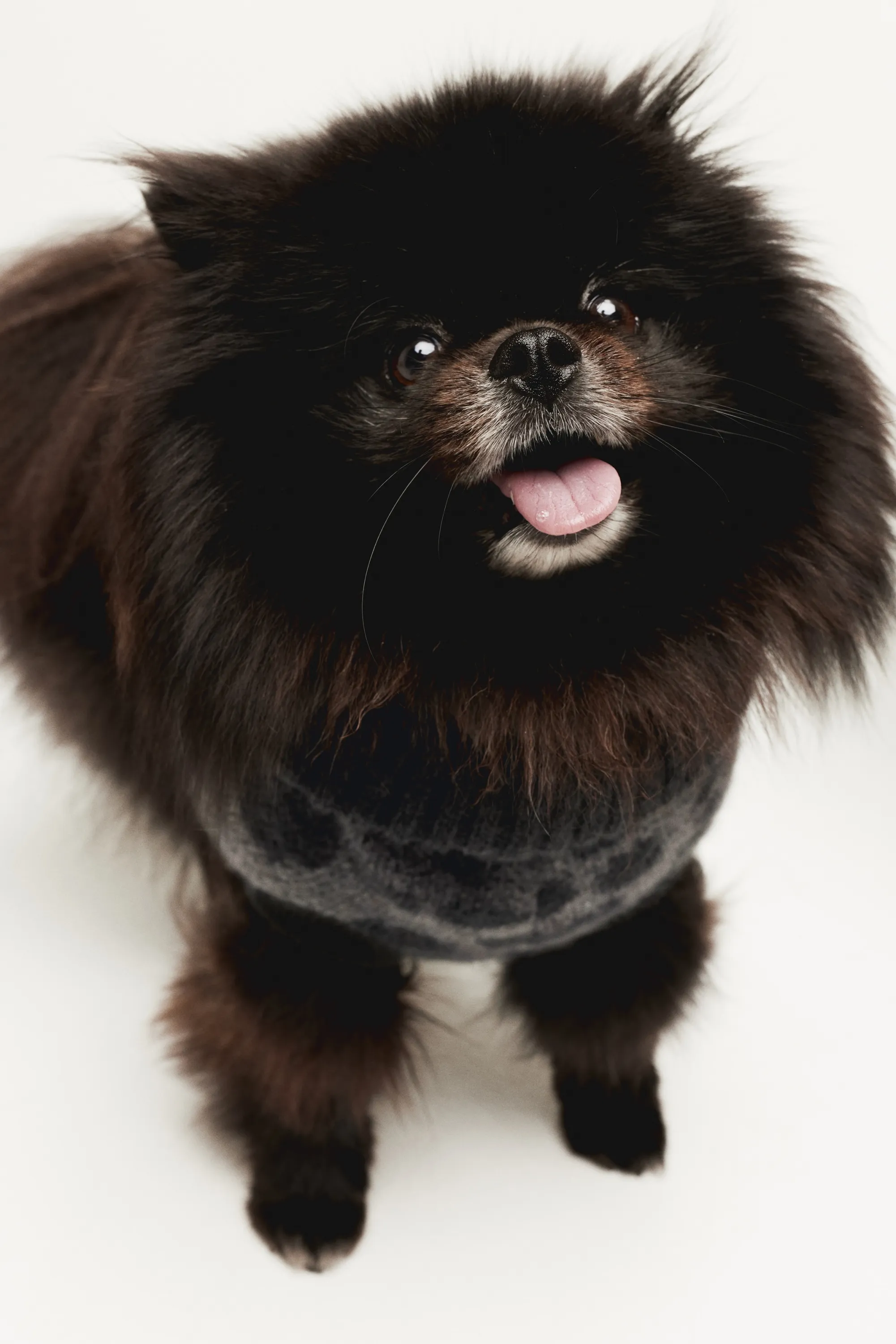 Pull jacquard pour chien - Noir/imprimé léopard