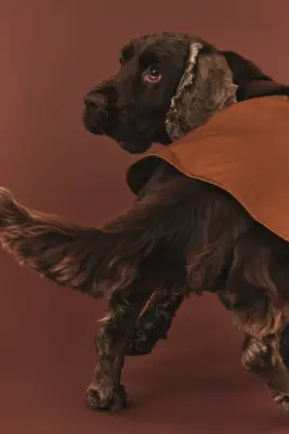 Manteau ciré pour chien - Marron — photo 3