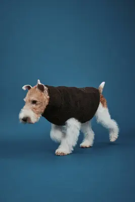 Veste pour chien en tissu Teddy bear - Marron foncé — photo 3
