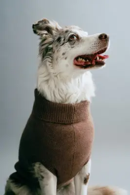 Pull pour chien en maille fine - Beige foncé — photo 2