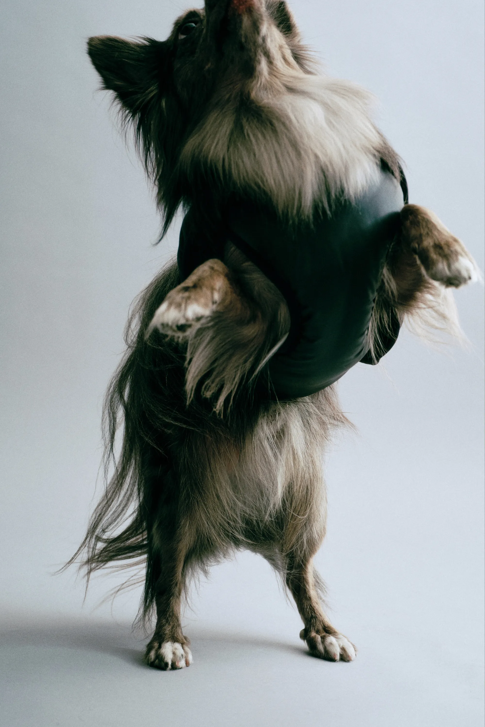 Doudoune pour chien - Noir