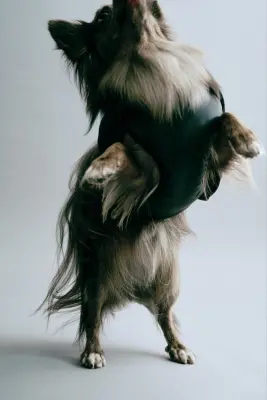 Doudoune pour chien - Noir — photo 1