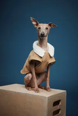 Manteau pour chien doublé de tissu Teddy bear - Beige — photo 1