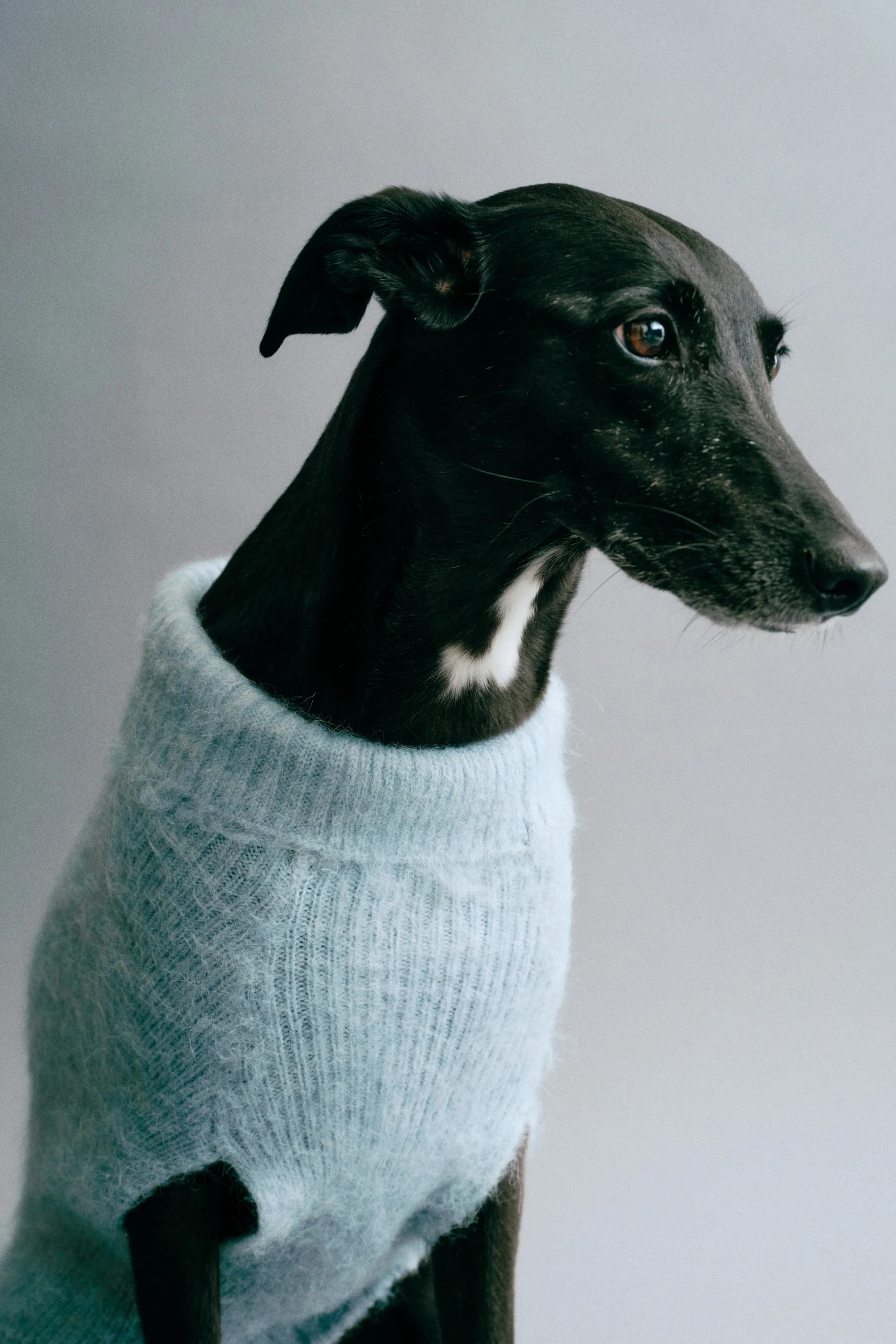 Pull pour chien en maille duveteuse - Bleu ancien clair