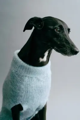 Pull pour chien en maille duveteuse - Bleu ancien clair — photo 1