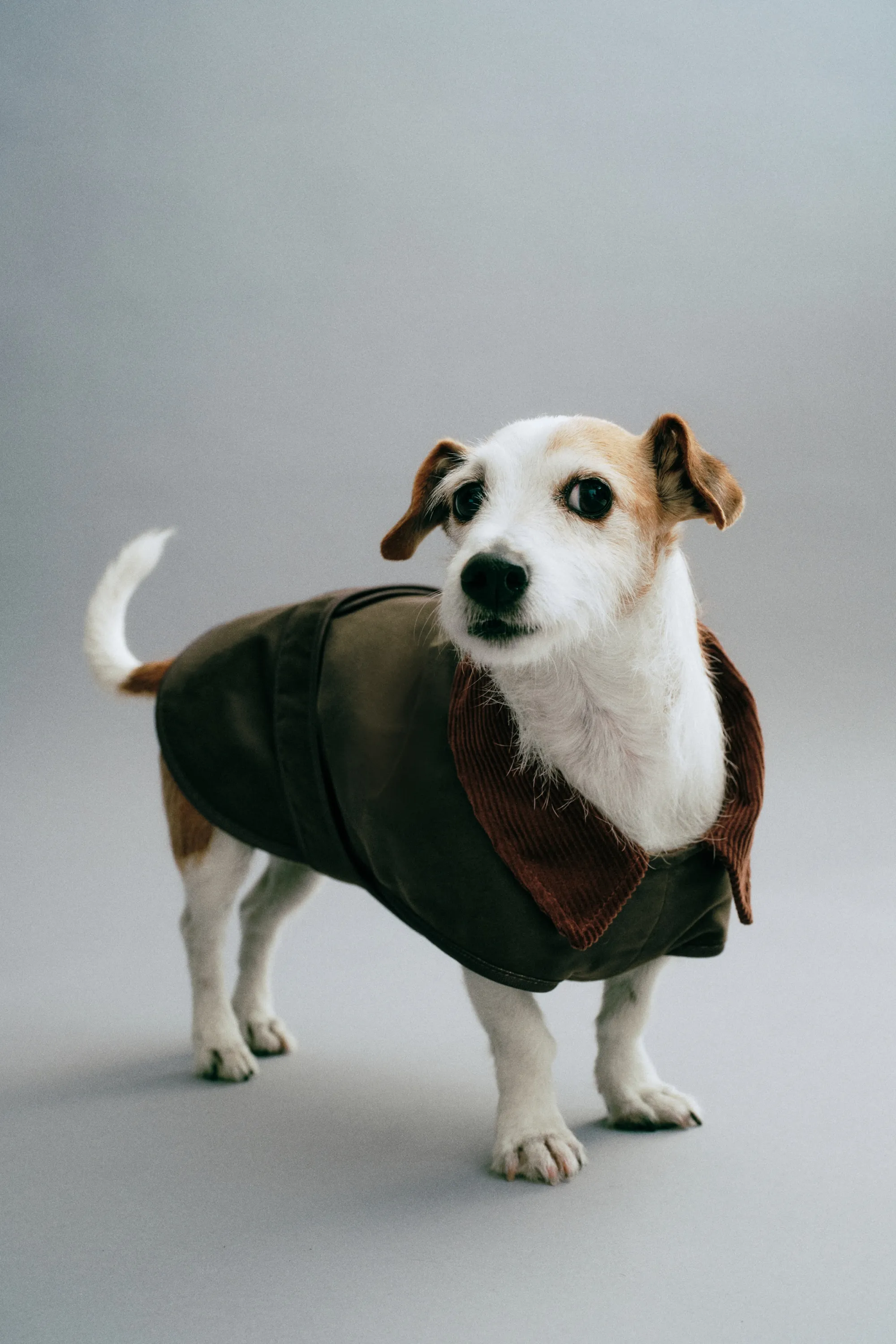 Manteau ciré pour chien - Vert kaki foncé