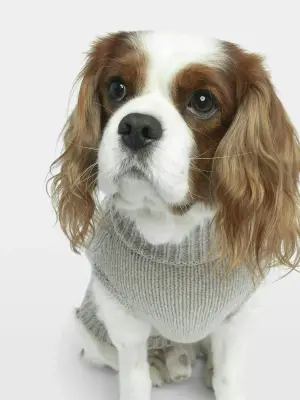 Pull Zadog 100% Laine Mérinos — photo 2