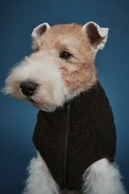 Veste pour chien en tissu Teddy bear - Marron foncé — photo 2