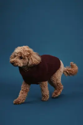 Pull pour chien en maille duveteuse - Bordeaux — photo 3
