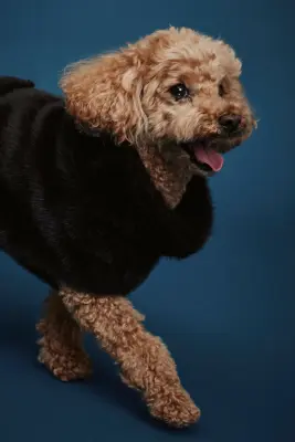 Manteau duveteux pour chien - Marron foncé — photo 2