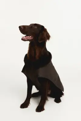 Manteau ciré pour chien - Marron foncé — photo 6