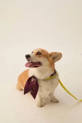 Bandeau de soie Nycolas Corgi Berry — photo 3
