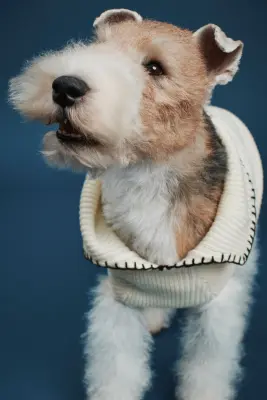 Pull pour chien en maille côtelée - Crème — photo 1