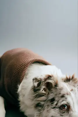 Pull pour chien en maille fine - Beige foncé — photo 3