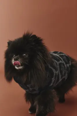 Pull jacquard pour chien - Noir/imprimé léopard — photo 3