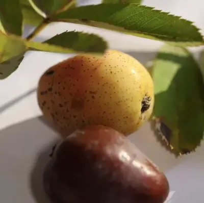 Bougie fleurie, parfumée au miel et aux amandes — photo 3