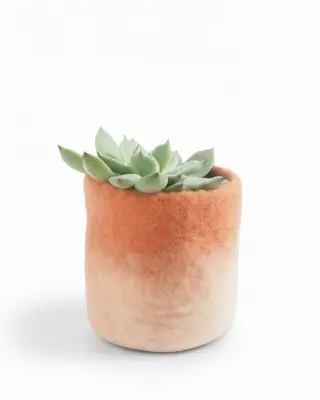 Cache-pot ombré en laine 8 cm – Aveva — photo 2