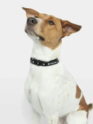 Collier Zadog — photo 1