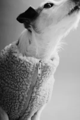 Manteau pour chien en tissu Teddy bear - Beige — photo 2