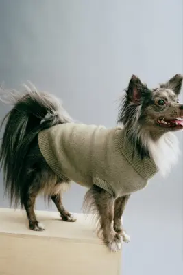 Pull pour chien en maille fine - Vert kaki chiné — photo 3