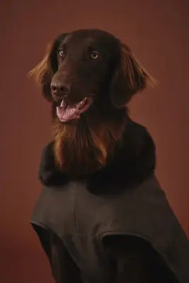 Manteau ciré pour chien - Marron foncé — photo 1