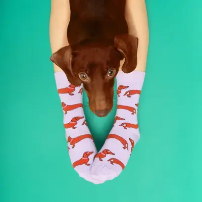 Chaussettes Teckel – Coucou Suzette — photo 1