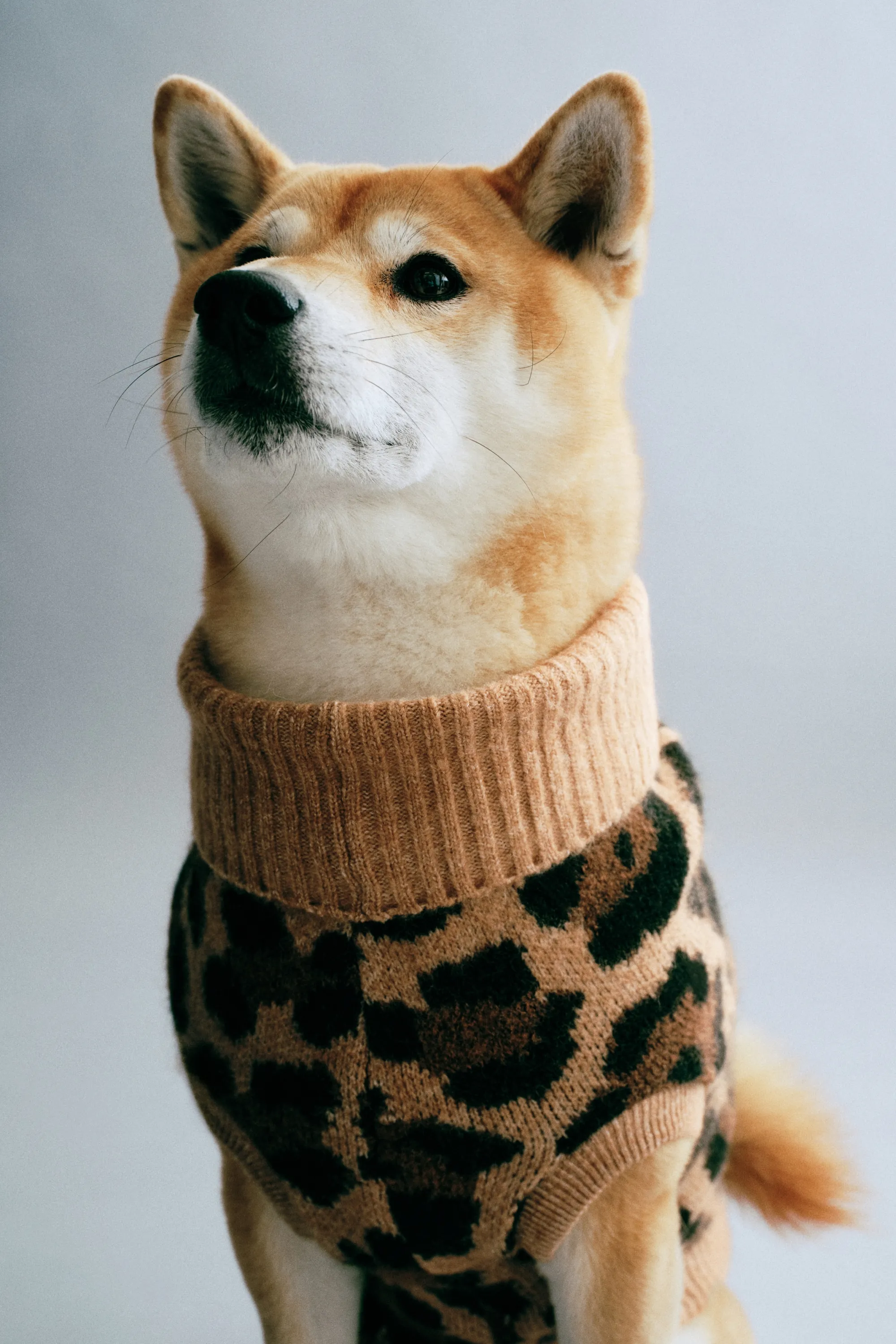 Pull pour chien - Beige foncé/imprimé léopard