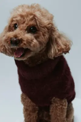 Pull pour chien en maille duveteuse - Bordeaux — photo 2