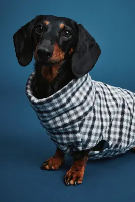Sweat polaire pour chien - Blanc/vichy — photo 3
