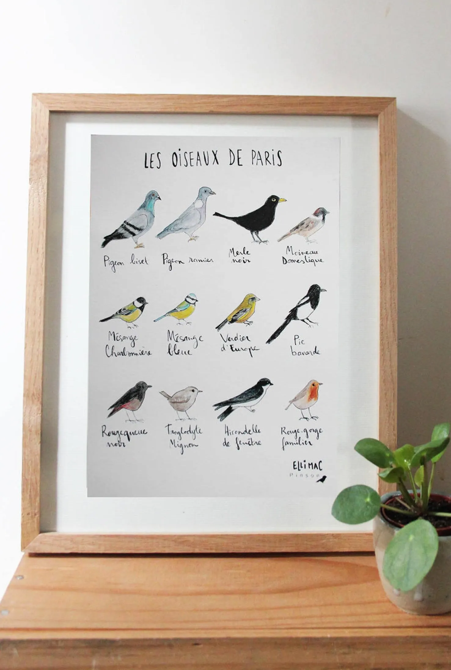 Affiche A5 Oiseaux de Paris – Ellimac Pinson