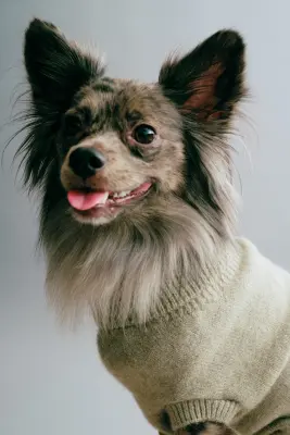 Pull pour chien en maille fine - Vert kaki chiné — photo 1