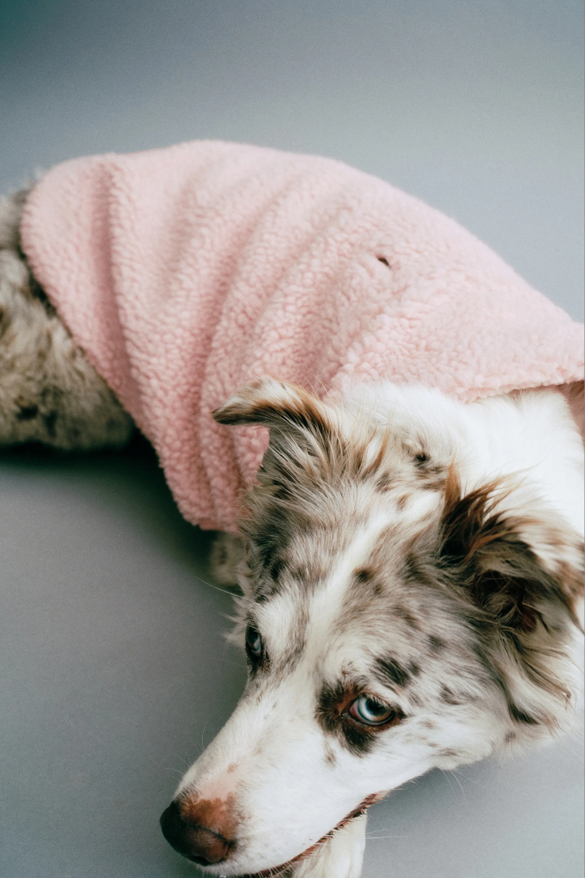 Manteau pour chien en tissu Teddy bear - Rose clair