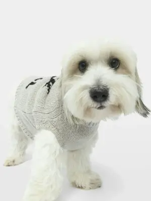 Pull Zadog 100% Laine Mérinos — photo 4