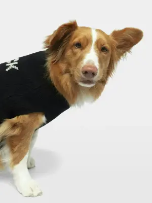 Pull Zadog 100% Laine Mérinos — photo 5