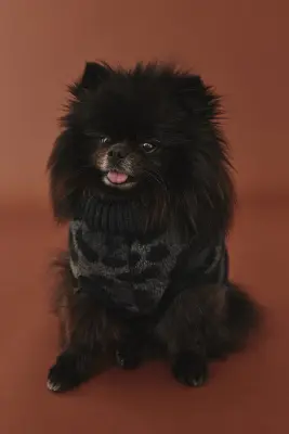 Pull jacquard pour chien - Noir/imprimé léopard — photo 2