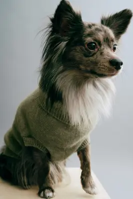 Pull pour chien en maille fine - Vert kaki chiné — photo 2