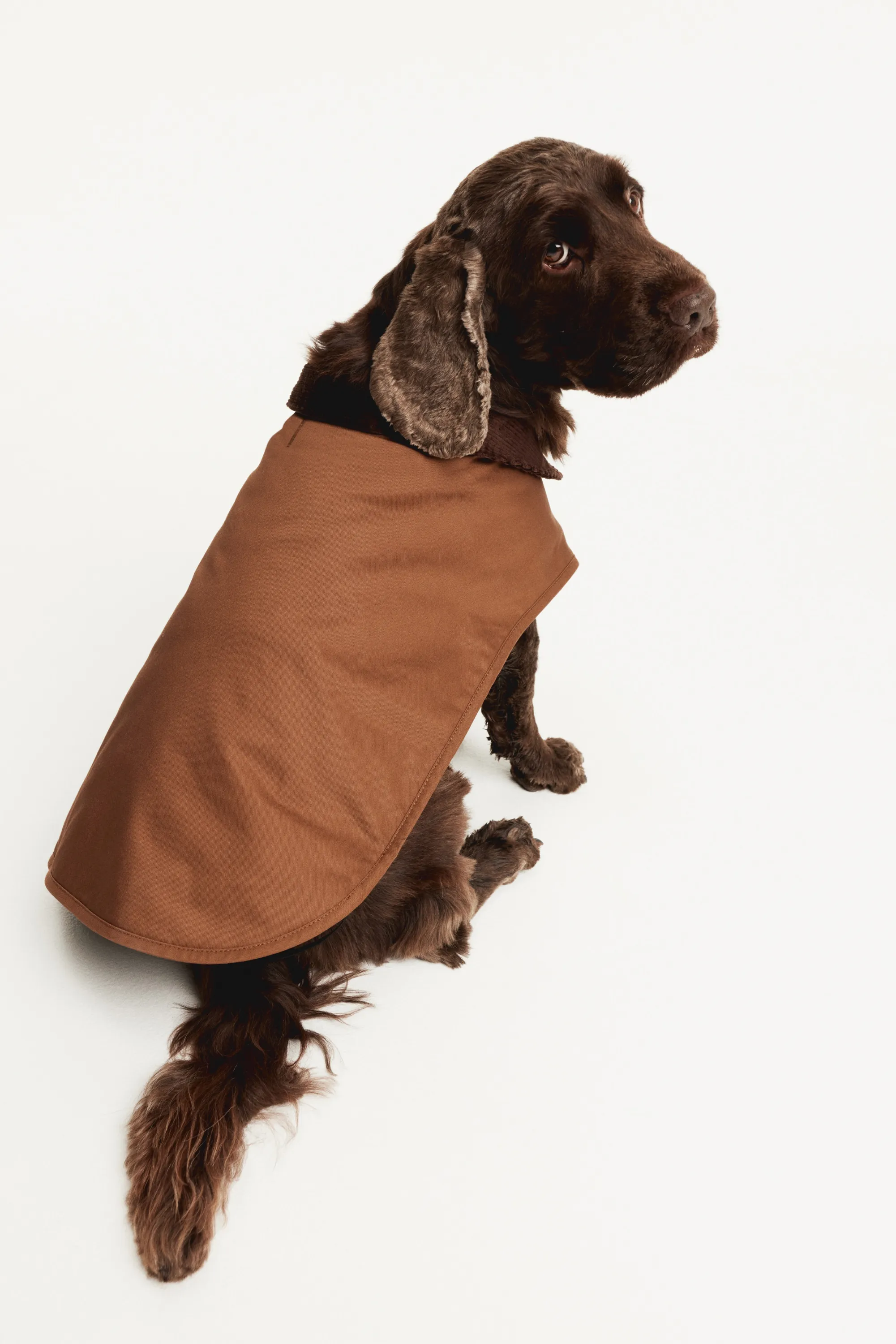 Manteau ciré pour chien - Marron