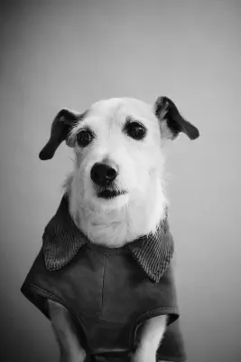 Manteau ciré pour chien - Vert kaki foncé — photo 2