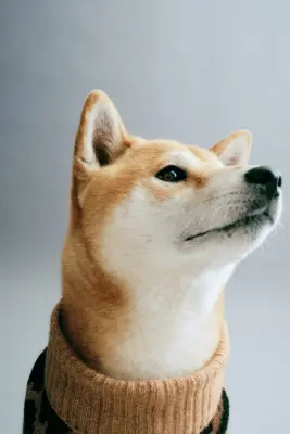 Pull pour chien - Beige foncé/imprimé léopard — photo 2