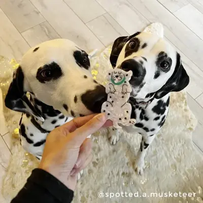 Pince à cheveux Chien Dalmatien Coucou Suzette — photo 5
