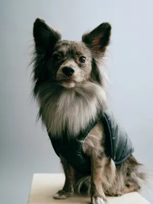 Doudoune pour chien - Noir — photo 2