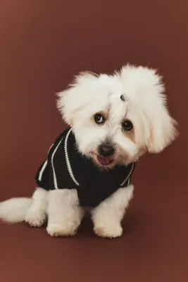 Pull pour chien en maille côtelée - Noir/rayures blanches — photo 1