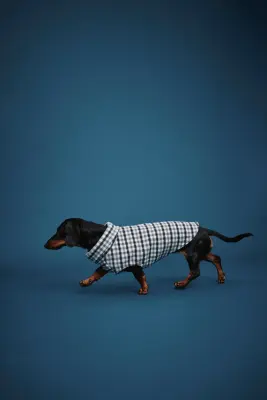 Sweat polaire pour chien - Blanc/vichy — photo 1